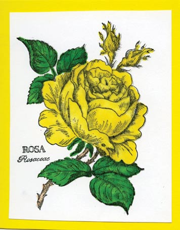 a stamped yellow rose with green leaves
