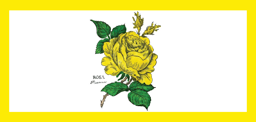 a stamped yellow rose with green leaves